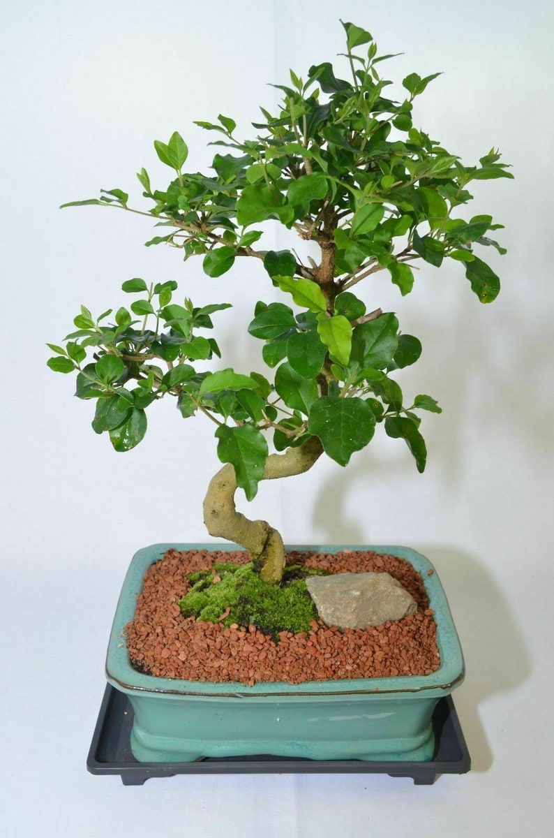Bonsai Elm Parvifolia Tree Live Indoor Houseplant Decor Etsy UK