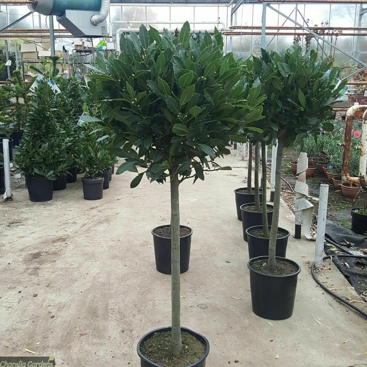 Two Standard Bay Trees Home Front Door Pathway Plant Decor Etsy UK