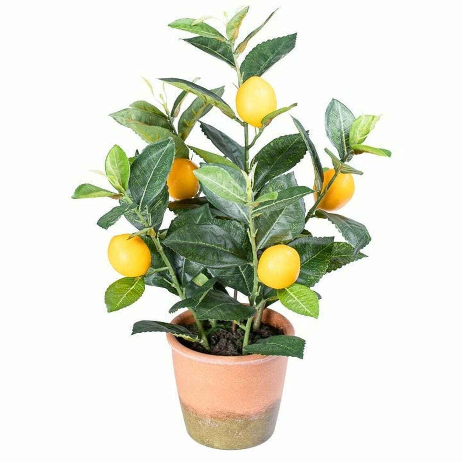 Citrus Lemon Tree Fresh Live Plant Indoor Small House Plants Etsy