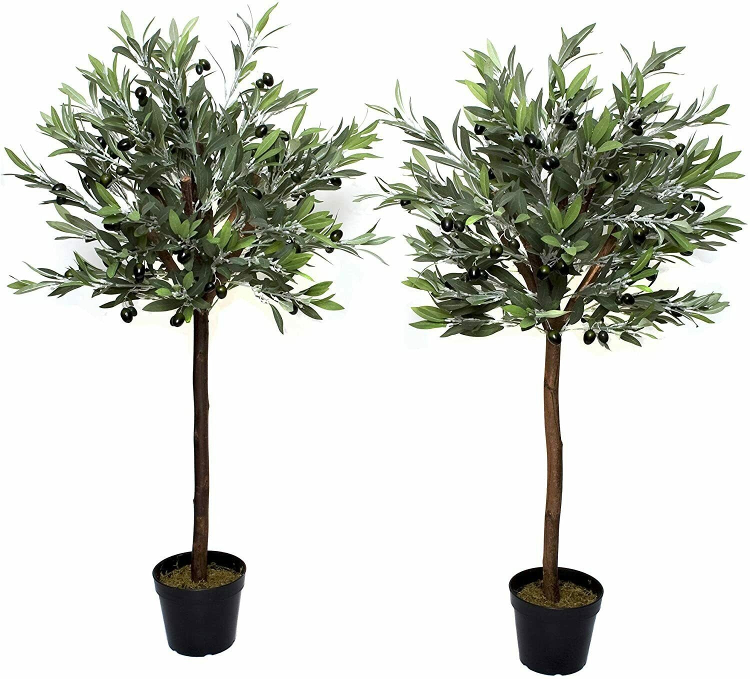Two Standard Olive Trees Home Front Door Live Plant Decor Etsy UK