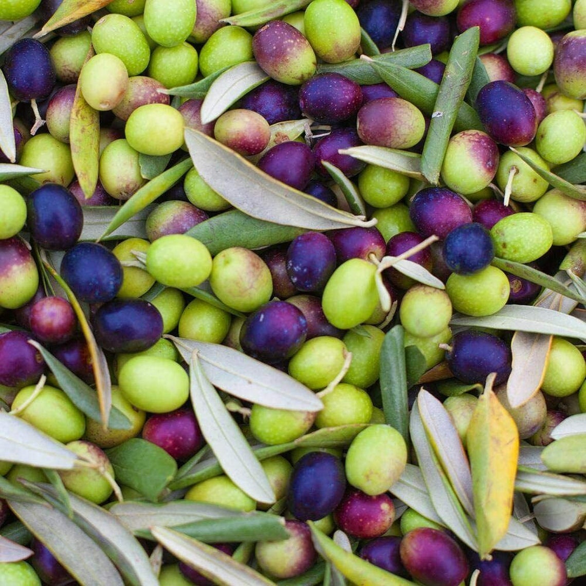 Olive Tree Hardy Fruit Plant Olea Europeana Outdoor Indoor Etsy UK