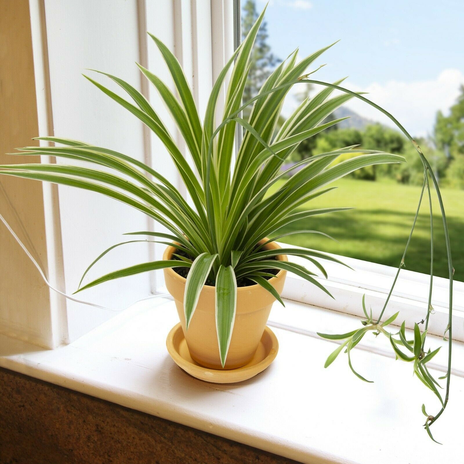 Chlorophytum Variegatum Spider Plant Air Purifying Indoor Chlorophytum Variegatum Spider Plant Air Purifying Indoor