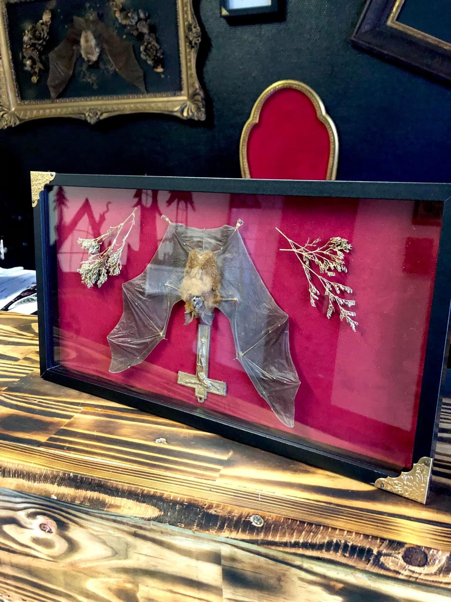 Chauve-Souris Naturalisé sur Cadre Vitrée