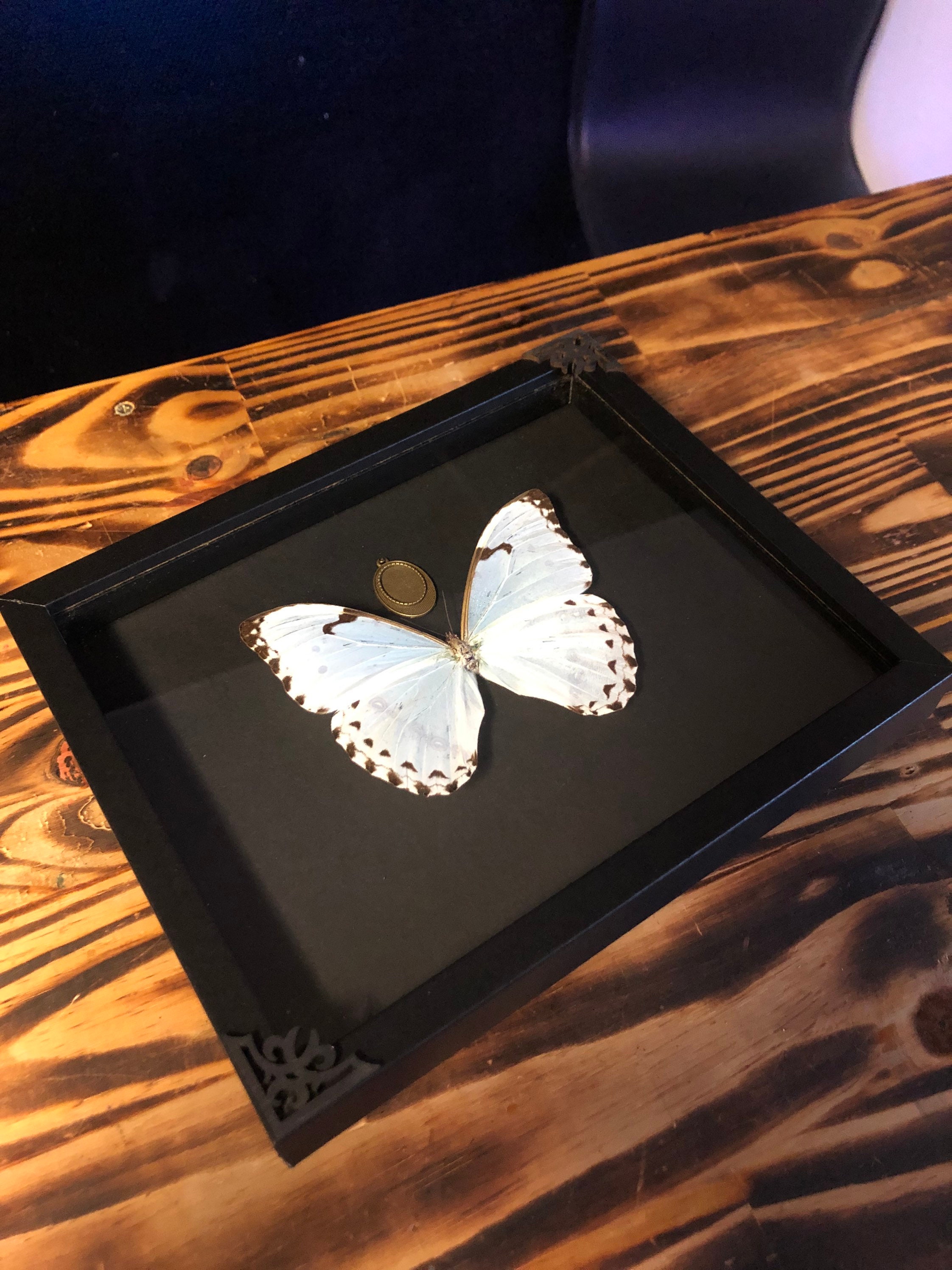 Encadrement Papillon Morpho Catenaria