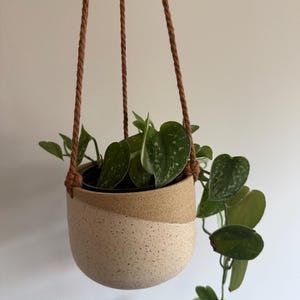 May include: A hanging planter made of two-toned ceramic with a speckled cream bottom and a solid tan top. The planter is suspended by three brown twisted cords and contains a trailing green plant with heart-shaped leaves featuring silver variegation.