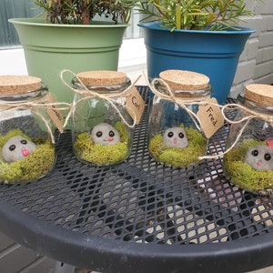 Rockling in a Jar