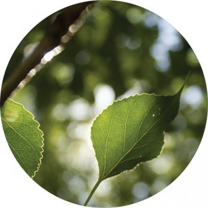 Balsam Poplar Bud (Balm of Gilead) essential oil organic