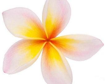 Frangipani (plumeria) absolute