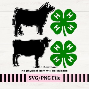4H Clover Dairy Cow and Steer SVG for decals, 4H Dairy Cow Showmanship svg, 4H Cow Show PNG, County fair Farm Livestock SVG