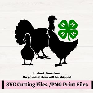 4H Clover SVG para calcomanías, 4H Poultry Showmanship svg para camisetas, 4H Chicken Show PNG, County fair agility Poultry show SVG, 4h Duck Svg