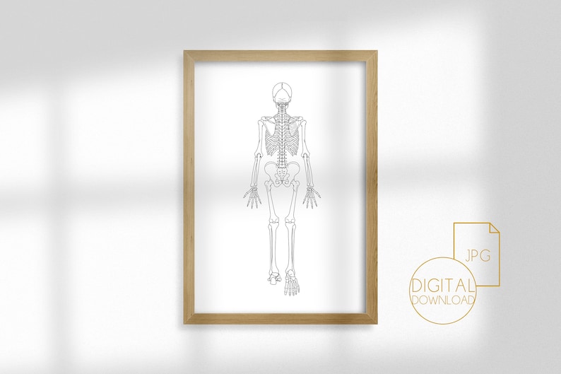 Printable Human Anatomy Poster Anatomy Wall Art Skeleton - Etsy