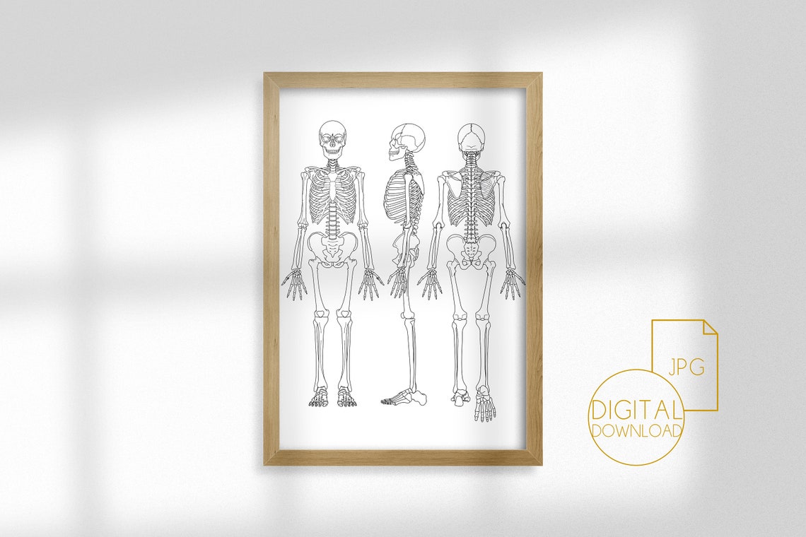 Printable Human Anatomy Poster Anatomy Wall Art Skeleton | Etsy