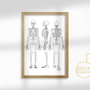 Printable Human Anatomy Poster Anatomy Wall Art Skeleton | Etsy