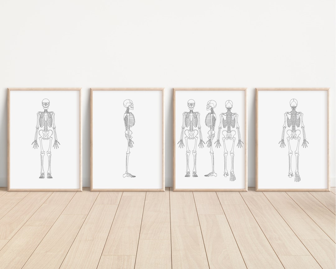 Printable Human Anatomy Poster Anatomy Wall Art Skeleton - Etsy