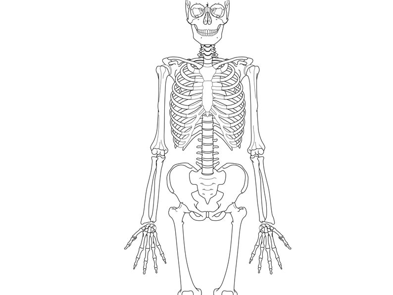Printable, Human Anatomy Poster, Anatomy Wall Art, Skeleton Print ...