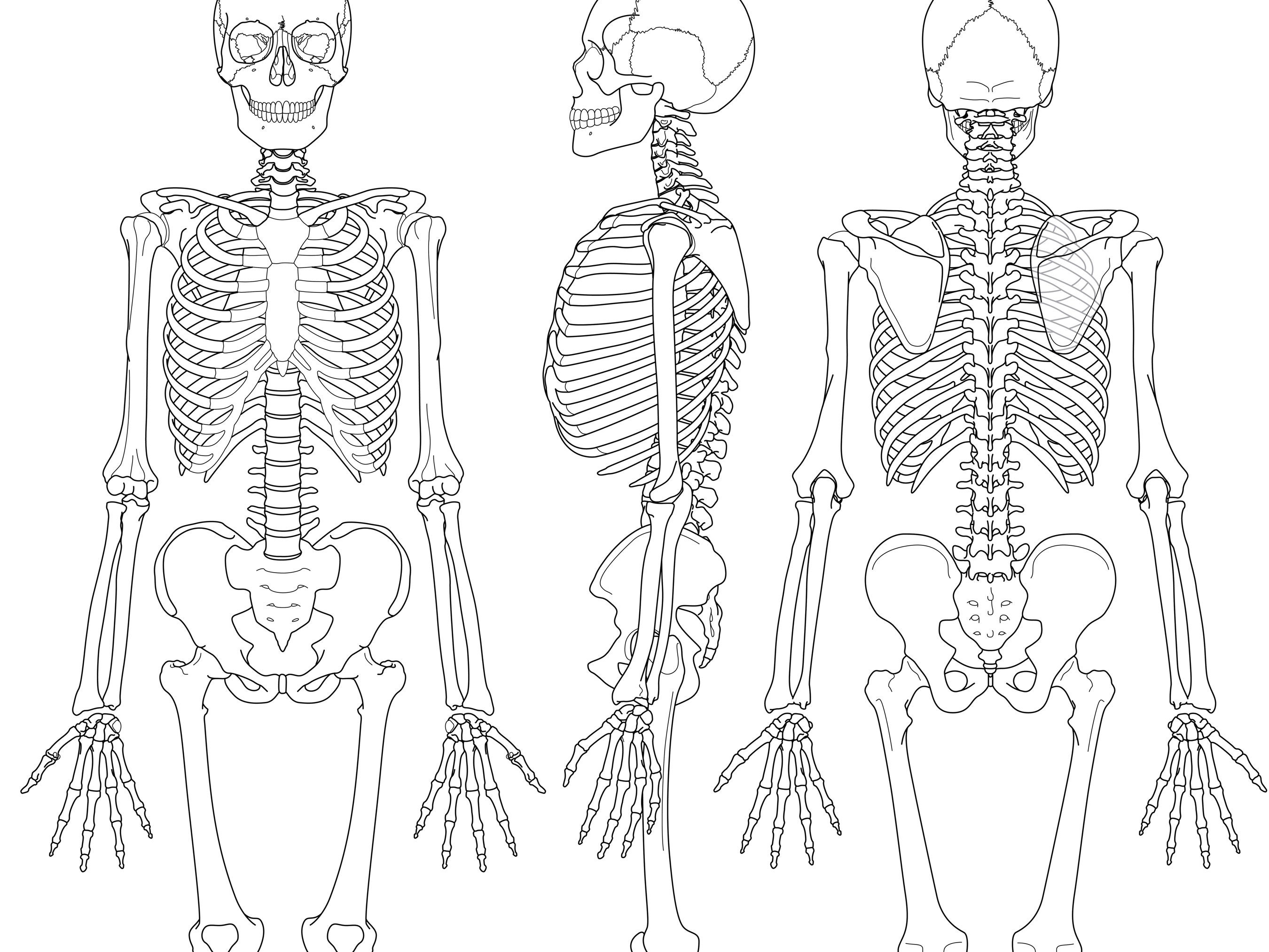 Printable, Human Anatomy Poster, Anatomy Wall Art, Skeleton Print ...