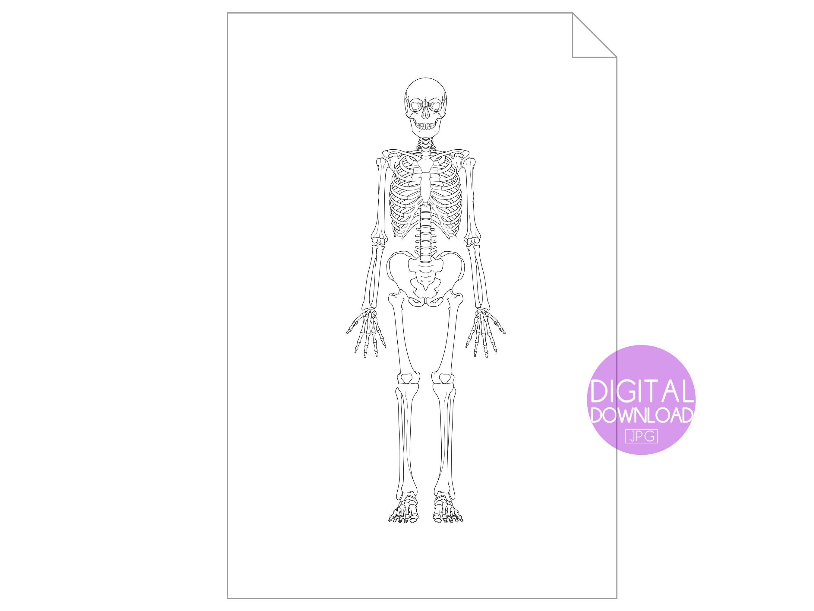 Printable Human Anatomy Poster Anatomy Wall Art Skeleton - Etsy