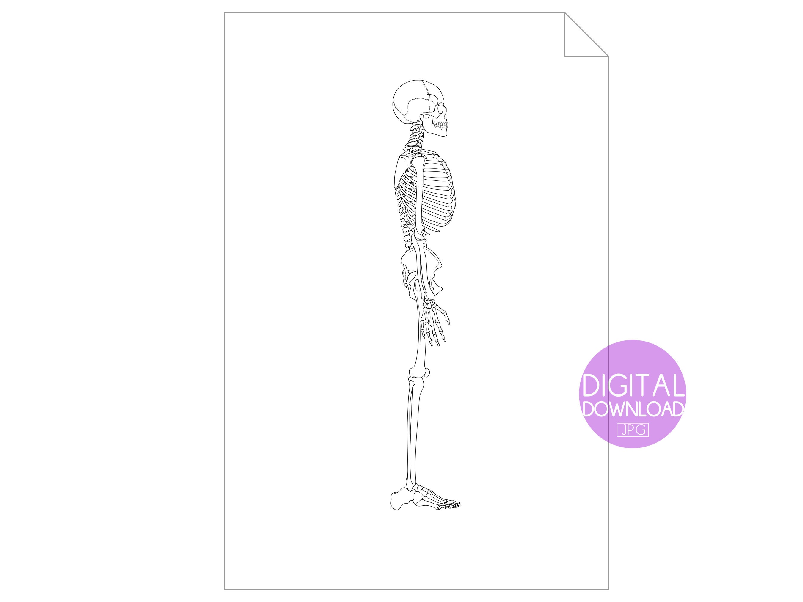 Printable Human Anatomy Poster Anatomy Wall Art Skeleton - Etsy