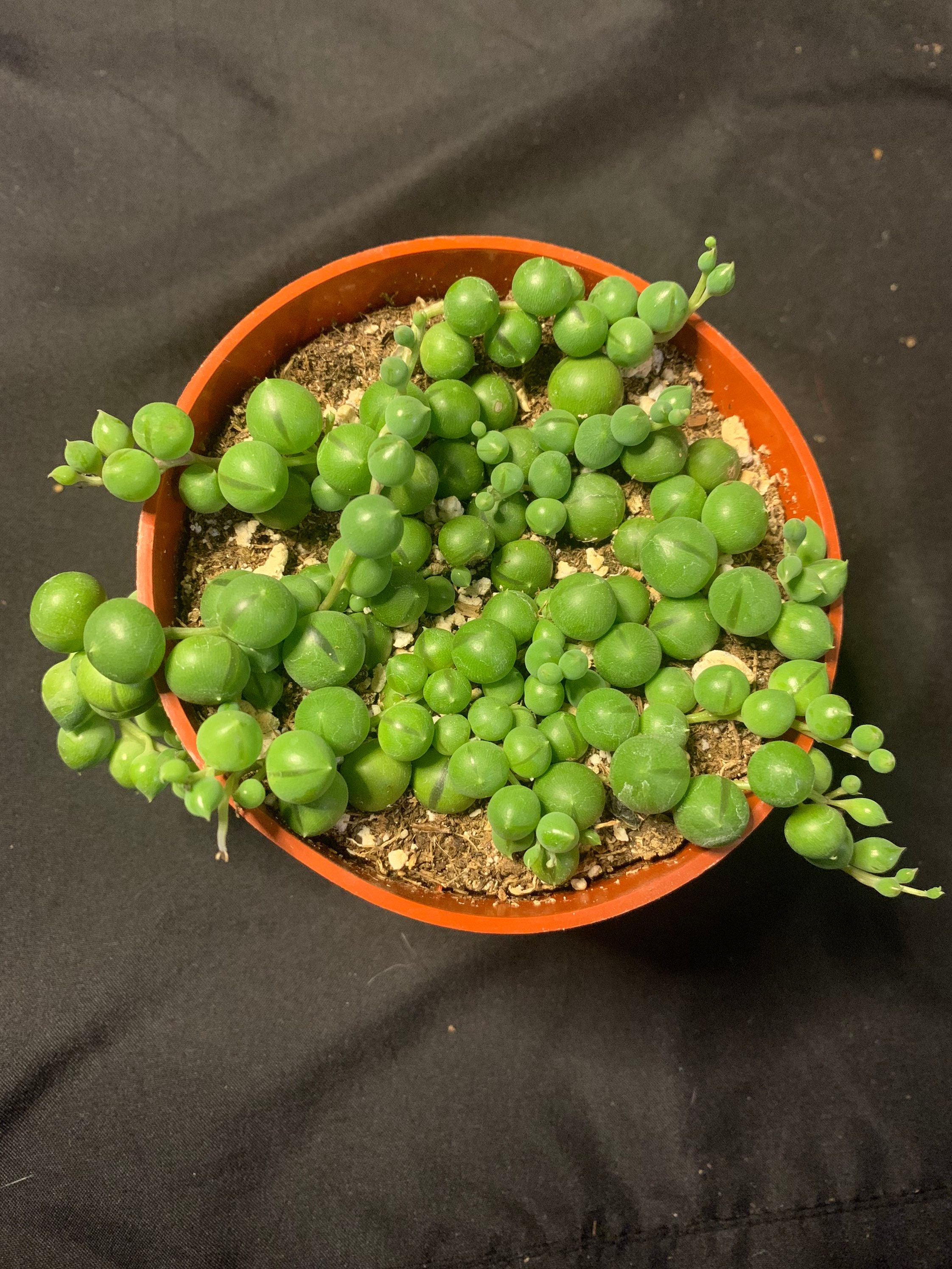 String of Pearls Succulent 4 Etsy