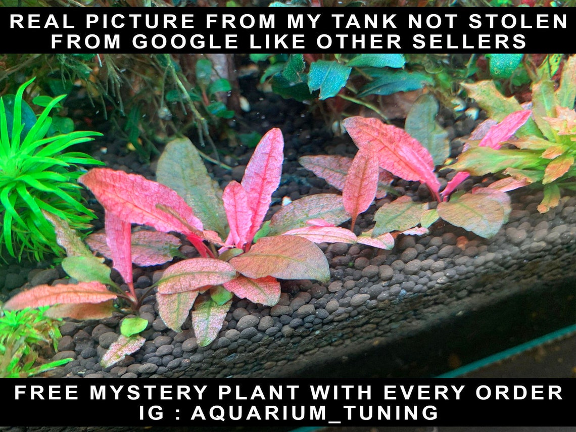 Crypt Pink Flamingo: Submerged Aquarium 1 Plant + Free Mystery Plant - Etsy