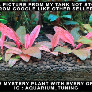 May include: Aquatic plants with vibrant pink and reddish-brown leaves rooted in dark brown substrate. Text at the top reads: REAL PICTURE FROM MY TANK NOT STOLEN FROM GOOGLE LIKE OTHER SELLERS. Text at the bottom reads: FREE MYSTERY PLANT WITH EVERY ORDER IG : AQUARIUM_TUNING