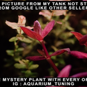 Bacopa Purple Salzmannii - Submerged Aquarium Plant (2 Stems + Mystery Plant