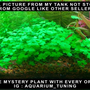 Hydrocotyle tripartita &quot;Japan&quot; | Small Bunch | 100% Fully Submerged Grown | Free mystery plant with your purchase