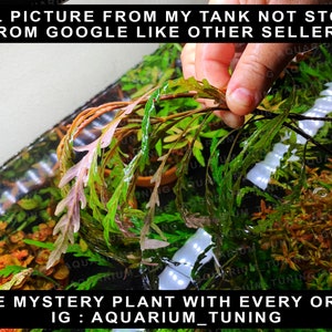Hygrophila Pinnatifida| 3 Stems 100% Fully Submerged Grown | Free mystery plant with your purchase