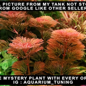 Cabomba Furcata True Red | 2 Stem 100% Submerged Grown | Free mystery plant with your purchase