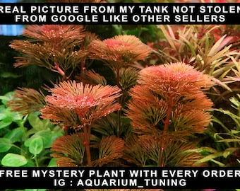 Red  Furcata Aquarium Plant: 3 Stems Submerged Grown + Mystery Plant