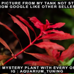 Ludwigia Palustris Super Red: 5 Fully Submerged Stems + Mystery Plant