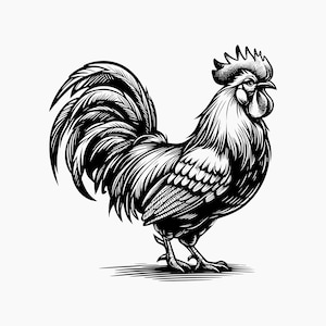 May include: A black and white illustration of a rooster with a large, detailed comb and wattles. The rooster is standing with its tail feathers spread out behind it.