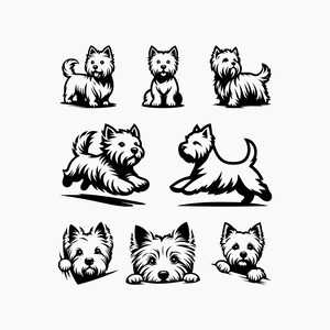 Perro Westie. Terrier blanco de las tierras altas del oeste. Paquete 8 SVG. Archivos de corte Svg Png Eps Dxf. imagen 1