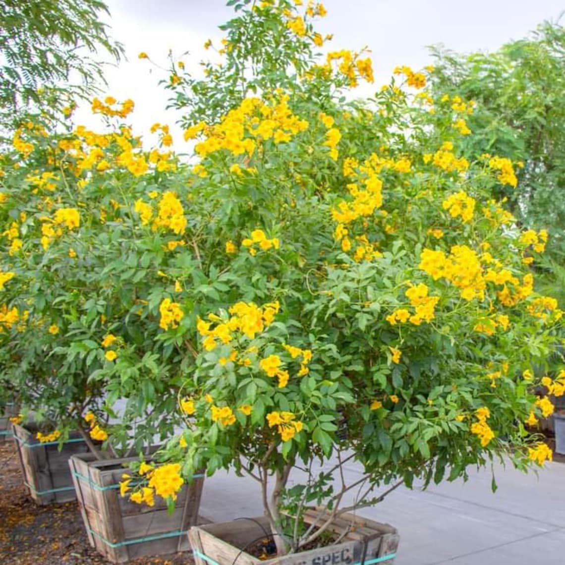 stans Seeds Yellow Bells Esperanza Flower Etsy