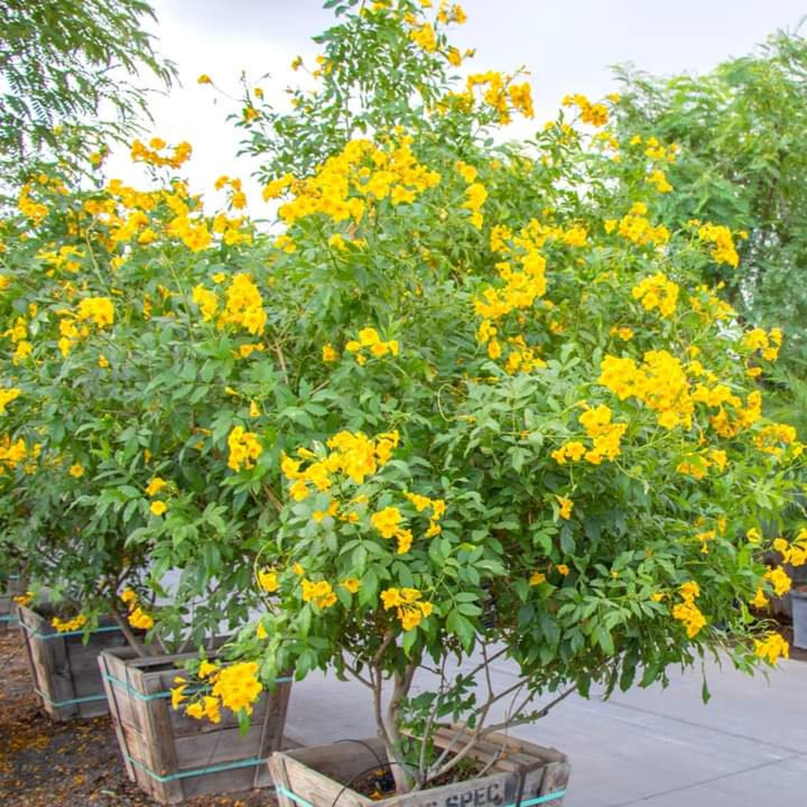stans Seeds Yellow Bells Esperanza Flower Etsy