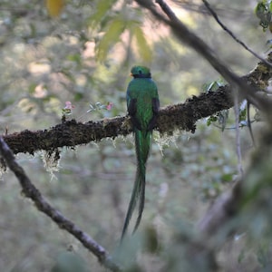 Quetzal Resplendissant Quetzal Bird Oiseau national du Guatemala. Tropical Cloud Forest Panama 2 téléchargements