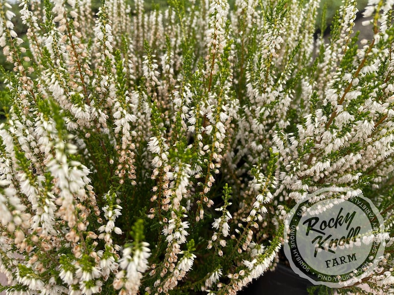 Rocky Knoll Farm Calluna - Thumbnail 4