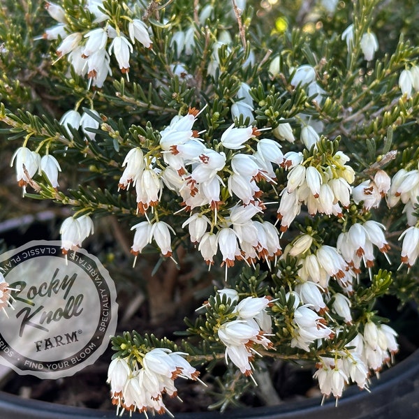 Erica Mediterranean White Heath