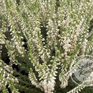 Calluna Silver Knight Heather - Etsy
