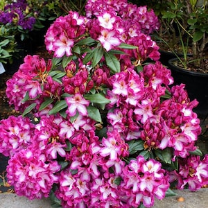 May include: A vibrant pink and white rhododendron bush in full bloom. The flowers are clustered together, creating a dense mass of color.