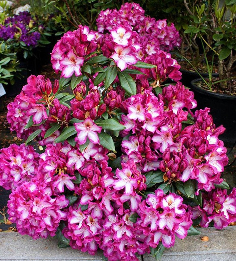 May include: A vibrant pink and white rhododendron bush in full bloom. The flowers are clustered together, creating a dense mass of color.