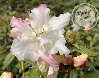 Op de afbeelding: Een witte en roze azaleabloem met een roze rand aan de bloemblaadjes. De bloem is in bloei en heeft verschillende knoppen. De achtergrond is groen blad.