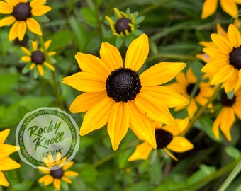 May include: A close-up of a yellow coneflower with a dark brown center. The flower is in focus, while the background is blurred. The flower is surrounded by other coneflowers and green foliage.
