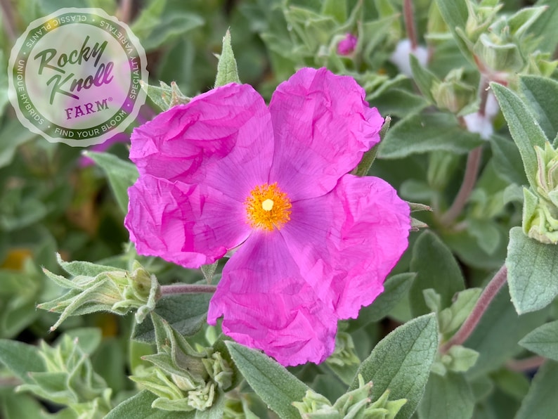 Rocky Knoll Farm Cistus x pulverulentus Rockrose - Thumbnail 2