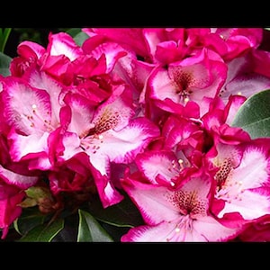 May include: Close-up of a cluster of pink and white rhododendron flowers. The flowers have a ruffled appearance and are in full bloom.