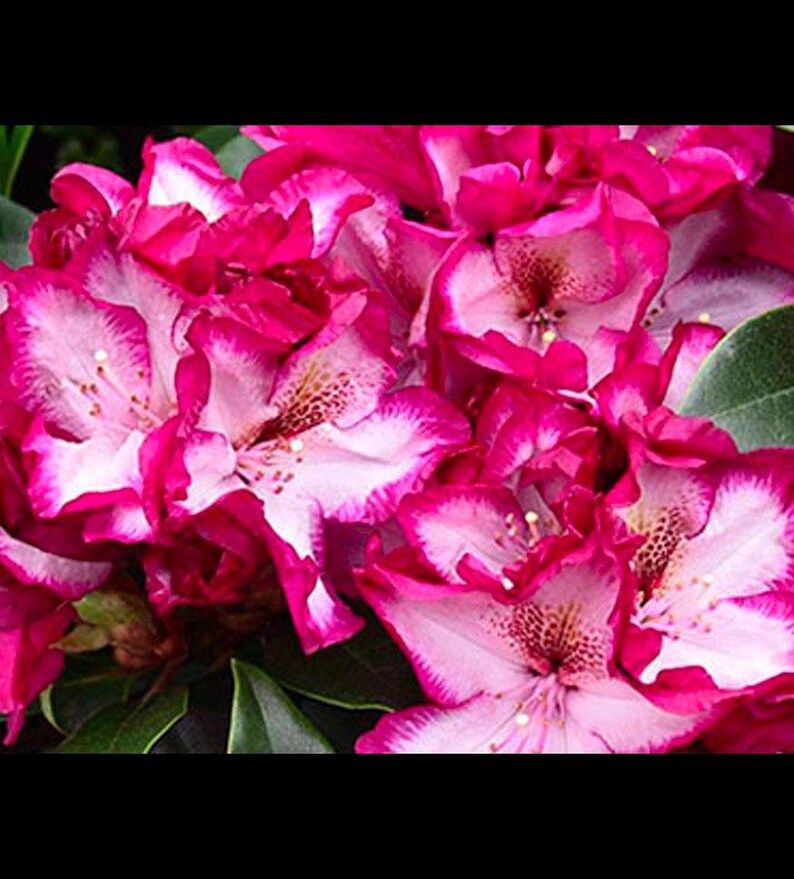 May include: Close-up of a cluster of pink and white rhododendron flowers. The flowers have a ruffled appearance and are in full bloom.