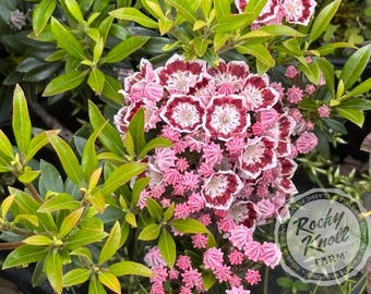 Kalmia latifolia 'Minuet' Mountain Laurel