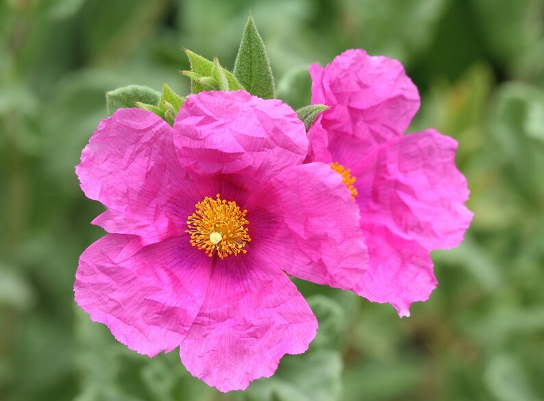 Rocky Knoll Farm Cistus x pulverulentus Rockrose