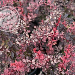 May include: A close-up of a bush with variegated leaves. The leaves are a mix of dark green, pink, and white. The bush is in a pot and the label "Rocky Knoll Farm" is visible in the background.