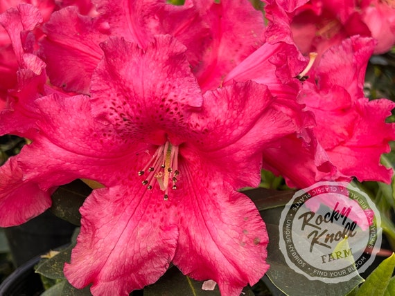 rhododendron fastuosum flore pleno Fastuosum Flore Pleno  Singing Tree Gardens Nursery